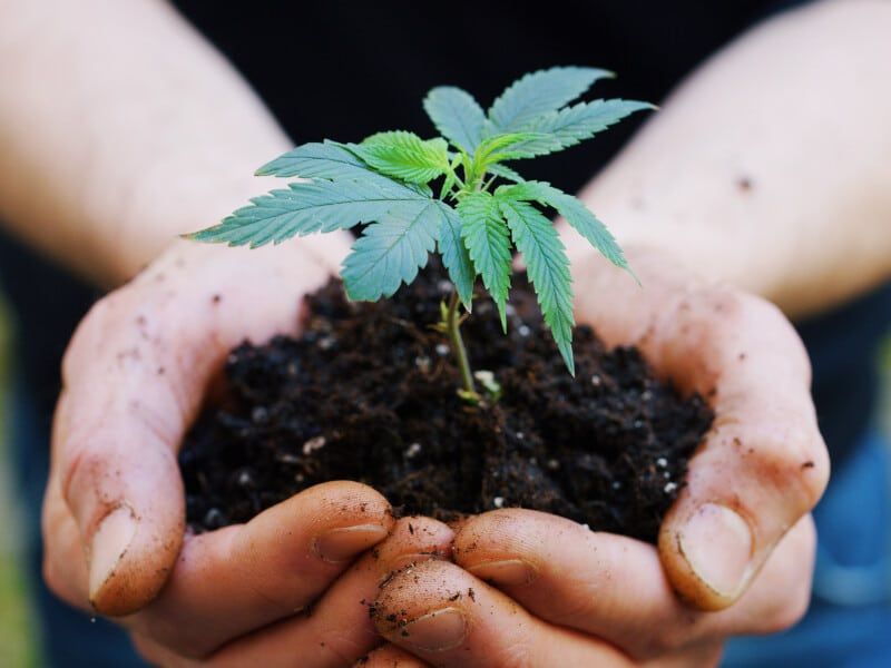 CBD Öl kann Schmerzen lindern