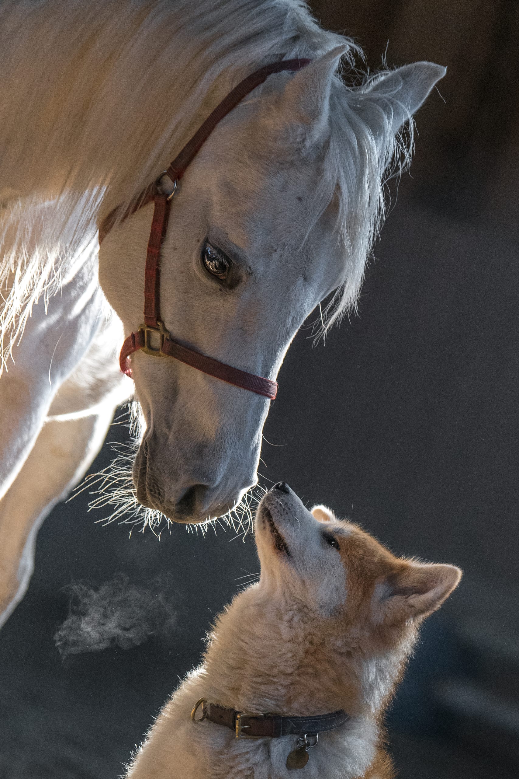 pferd hund